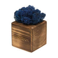Набор с живым мхом MossBox Fire Blue Cube - Набор с живым мхом MossBox Fire Blue Cube